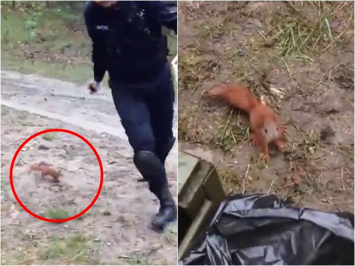 Viral Video Russia Ukraine War Adorable squirrel took shine at Ukrainian army Viral Video: ఉడతను చూసి పారిపోయిన ఉక్రెయిన్ సైనికులు!