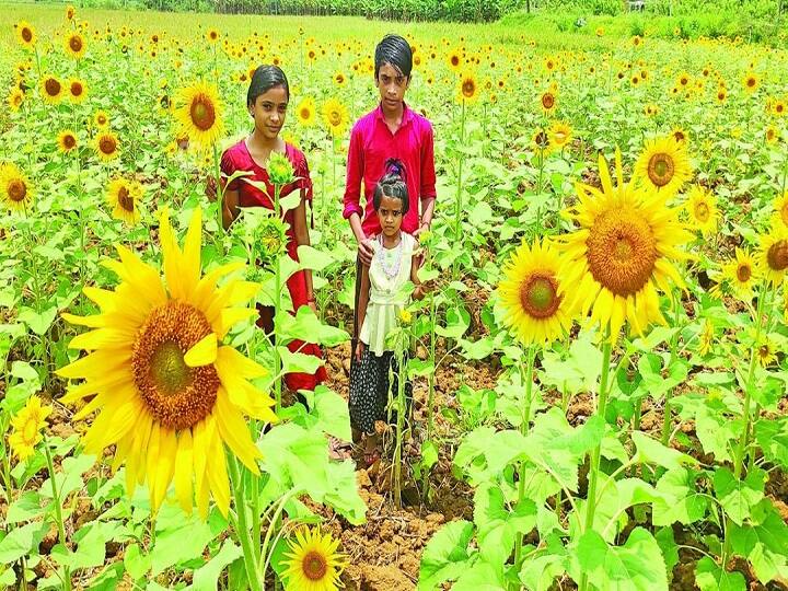 सूरजमुखी की कटाई सूरजमुखी के फऊलों का पिछला हिस्सा नींबू जैसा पीला होने पर ही इसकी कटाई का काम किया जाता है. कई किसान फूल की पंखुडिया झड़ने पर सूरजमुखी की कटाई का करते हैं. इसके बाद फूलों को काटकर 3 से 4 दिन तक धूप में सुखाया जाता है और बाद में फूलों को पीट-पीटकर बीजों को अलग कर लेते हैं. उन्नत किस्मों से जैविक या आधुनिक खेती करके सूरजमुखी से 18 से 20 क्विंटल तक उत्पादन ले सकते हैं.