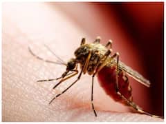 बारिश के बाद तेजी से बढ़ रहा है डेंगू का खतरा, ये सावधानी जरूर बरतें