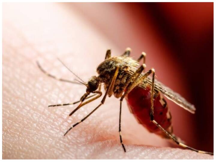 डेंगू से बचाव करना है तो आपको कुछ बातों को जरूर ध्यान में रखना चाहिए. घर से बाहर निकलें तो फुल कवर कपड़े ही पहनें. मच्छरों से बचाने वाली क्रीम हाथ पैरों पर लगाएं.