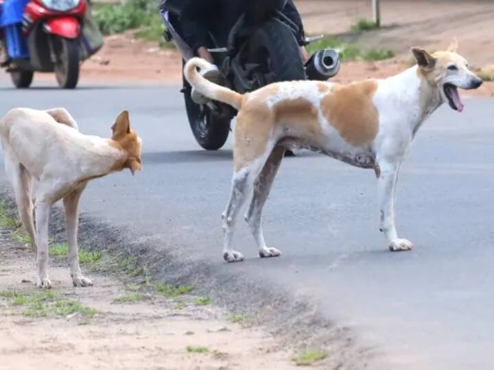 Delhi-NCR  Dogs attacked two women in Noida, one refer to Delhi Safdarjung Hospital ANN Delhi-NCR: नोएडा में कुत्तों के झुंड ने दो महिलाओं पर किया हमला, एक दिल्ली के सफदरजंग अस्पताल रेफर