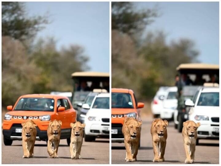 Three lionesses were seen making a long jam on the busiest road of Kruger National Park Video: शेरनियों ने लगाया जंगल में जाम, सड़क पर घूमते देख आगे नहीं जा सके पर्यटक
