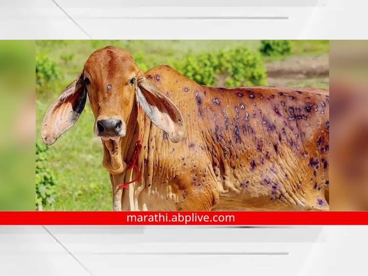 Livestock vaccination certificate is mandatory for sugarcane workers coming to Western Maharashtra lumpy skin disease : पश्‍चिम महाराष्ट्रामध्ये येणाऱ्या ऊसतोड मजुरांना पशुधनाचे लसीकरण प्रमाणपत्र सोबत ठेवावे लागणार