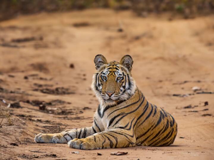 Tiger reserve In Bundelkhand Cabinet Gives Nod For Development Cabinet Gives Nod For Development Of First Tiger Reserve In Bundelkhand