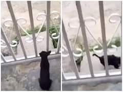 अपनी गली में तो कुत्ते भी शेर हैं, देखें घर के अंदर से भौंकने पर क्या हुआ डॉगी का हाल