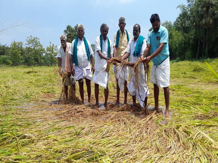 thiruvarur district paddy damage pr pandiyan review TNN அக்., 3இல் காவிரி டெல்டா மாவட்ட ஆட்சியர்கள் அலுவலகங்கள் முற்றுகை -  பிஆர்.பாண்டியன் அறிவிப்பு