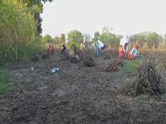 सोयाबीन की कटाई पर महंगाई की मार, मजदूरी छू रही आसमान,फसल के दाम हुए धड़ाम