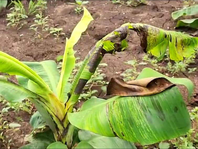 Banana farmers in Nandurbar Shahade Taluka in trouble CMV disease outbreaks on crops production costs are also unaffordable नंदुरबारमध्ये केळी उत्पादक शेतकरी अडचणीत; पिकांवर सीएमव्ही रोगाच्या प्रादुर्भाव, उत्पादन खर्चही परवडेना
