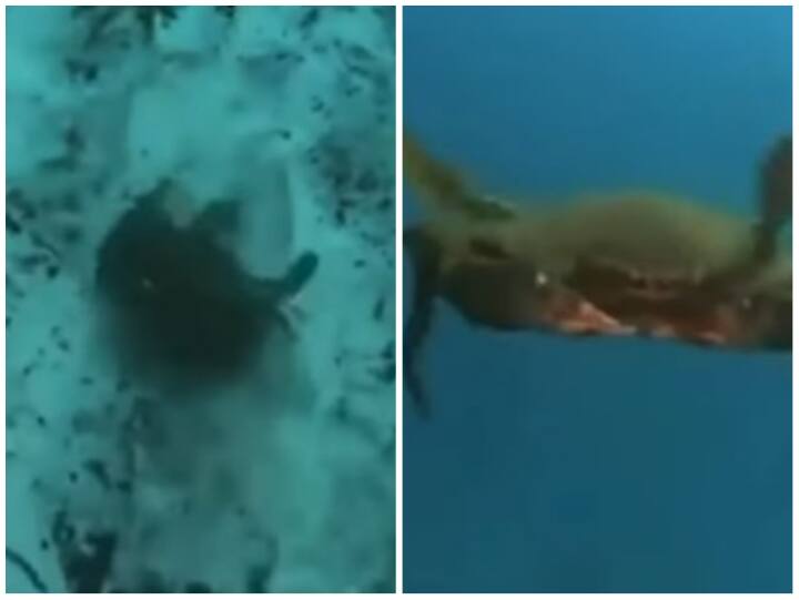 hungry crab attack a man under sea seen floating in Viral video Video