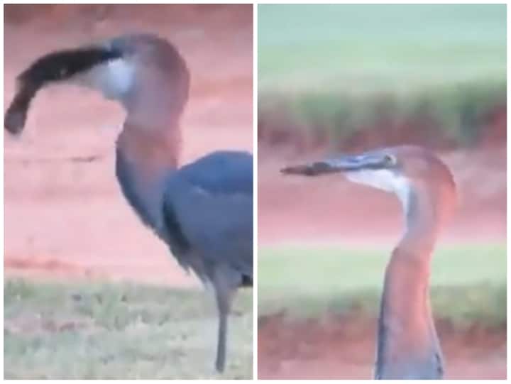 bird swallowed whole fish in one attempt video goes viral Video: कई जन्मों का भूखा पक्षी, एक ही बार में निगल गया बड़ी सी मछली