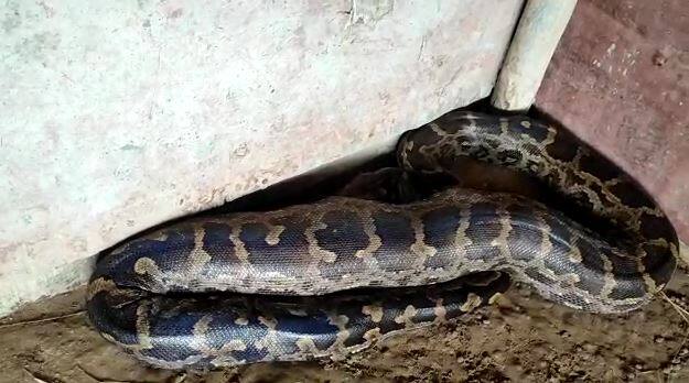 नागपूरच्या रामटेक तालुक्याच्या खुमारी शिवारातील एका रिसॉर्टवरील फार्म हाऊसवर हा अजगर आढळला