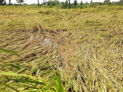 thiruvarur district heavy rain paddy damage Farmers are worried TNN திருவாரூரில் மழை நீரில் சாய்ந்த 25 ஆயிரம் ஏக்கர் நெல் பயிர்கள்  - விவசாயிகள் கவலை