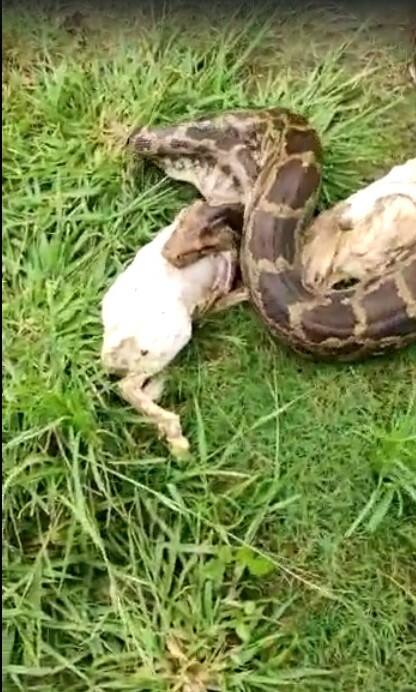 त्यानंतर सुस्तावलेला हा अजगर एकाच ठिकाणी बसून होता.