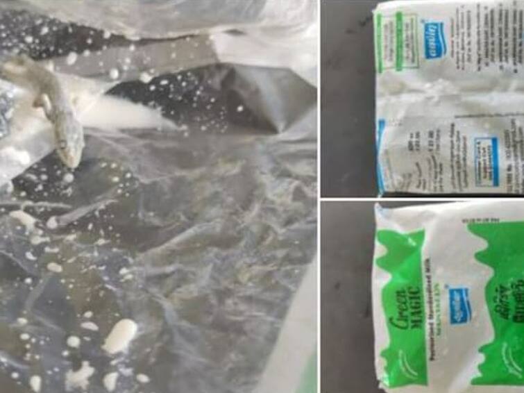 Chennai resident claims to find dead lizard inside milk packet, Aavin denies claims Aavin: மதுரையில் ஈ; சென்னையில் பல்லி; தொடரும் ஆவின் சர்ச்சை! மறுக்கும் ஆவின் நிறுவனம்!