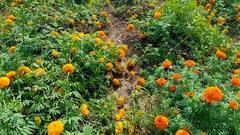 Photo: सणासुदीच्या तोंडावर झेंडू फुलं उत्पादक शेतकऱ्यांना पावसाचा फटका