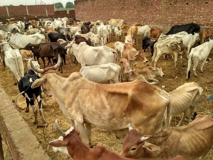 PM Modi Gujarat Visit PM Modi will launch the Gau Mata Poshan Yojana in Ambaji ગૌશાળા-પાંજરાપોળના સંચાલકો માટે સારા સમાચાર, ગૌ માતા પોષણ યોજનાનું PM મોદી કરશે લોન્ચિંગ