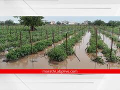 Photo: लातूर जिल्ह्यात जोरदार पाऊस, एका महिलेसह दोन जनावरे वीज पडून दगावली