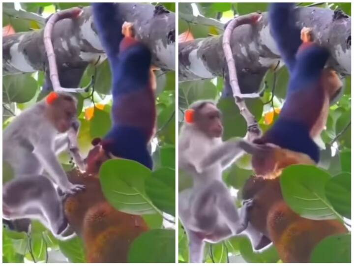 Squirrel monkey fighting for eat jackfruit on tree in viral video on Social Media Funny Video: गिलहरी ने खाया बंदर का खाना, जवाब में मिले लगातार कई थप्पड़