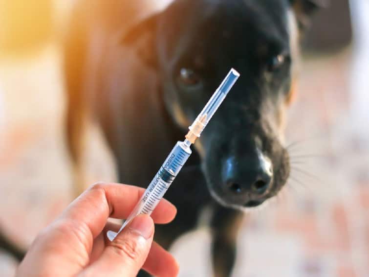 Rabies vaccination will be done for 15 thousand stray dogs in Mumbai  First time in Maharashtra mobile app based vaccination Rabies Vaccination :  मुंबईत 15 हजार भटक्‍या श्‍वानांचे रेबिज लसीकरण होणार; राज्यात पहिल्यांदाच मोबाईल ॲपआधारीत लसीकरण