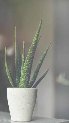 Aloe Vera Benefits : कोरफडचे 'हे' फायदे तुम्हाला माहीत आहेत का? अनेक आजारांवर रामबाण उपाय