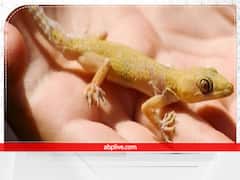 Lizard Falling: पुरुषों के दाएं और महिलाओं के इस हिस्से पर छिपकली का गिरना किस बात का है संकेत? यहां पढ़ें