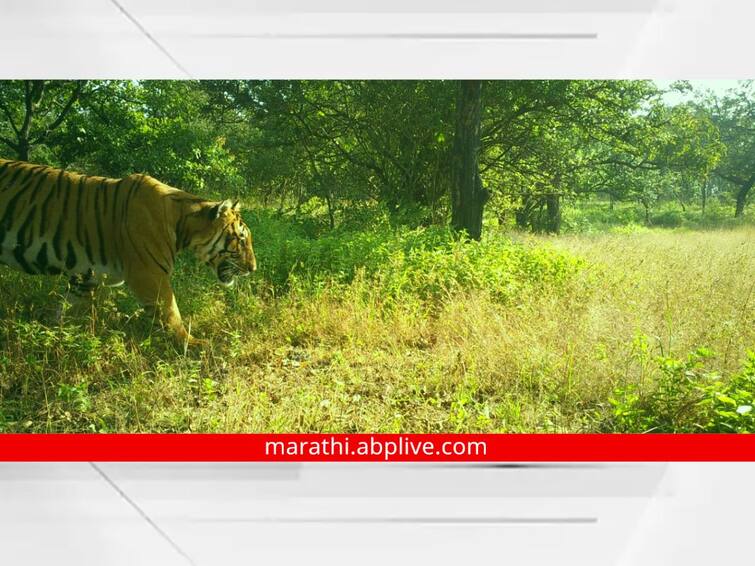 8 tigers found in conservation reserves in Kolhapur and parts of Sindhudurg Tigers in Kolhapur : जिथं चित्त्यांचा 'राॅयल गेम' व्हायचा, तिथंच वाघांची सुद्धा 'डरकाळी'! कोल्हापूर वनक्षेत्रामध्ये 8 वाघ कॅमेऱ्यात कैद