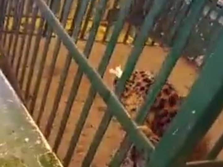 Balaghat district Leopard cub found in a Devi temple of Madhya Pradesh ANN Balaghat News: देवी मंदिर में पहुंचा तेंदुए का शावक, किसी ने की पूजा तो किसी ने पिलाया जल, वन विभाग ने जंगल में छोड़ा