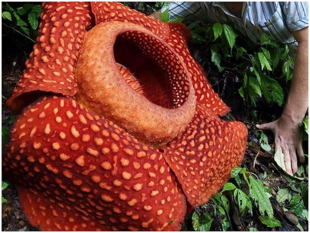 World's largest carnivorous flower, watch the video Viral Video: ప్రపంచంలోనే అతిపెద్ద మాంసాహార పువ్వు హఠాత్తుగా కనిపిస్తే, మీరూ చూడండి ఆ వీడియో