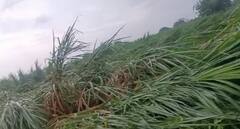 Photo: लातूर जिल्ह्यात जोरदार पाऊस, एका महिलेसह दोन जनावरे वीज पडून दगावली