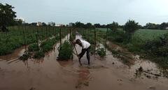 Photo: लातूर जिल्ह्यात जोरदार पाऊस, एका महिलेसह दोन जनावरे वीज पडून दगावली
