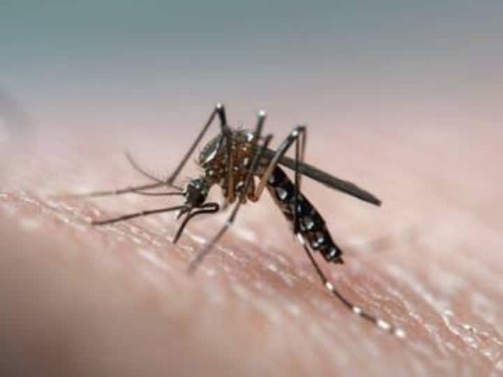 Bihar Dengue News: 451 new patients found central team will inspect PMCH and NMCH today ann Bihar Dengue News: बिहार में डेंगू का कहर, 451 नए मरीज मिले, केंद्रीय टीम आज PMCH और NMCH का करेगी निरीक्षण