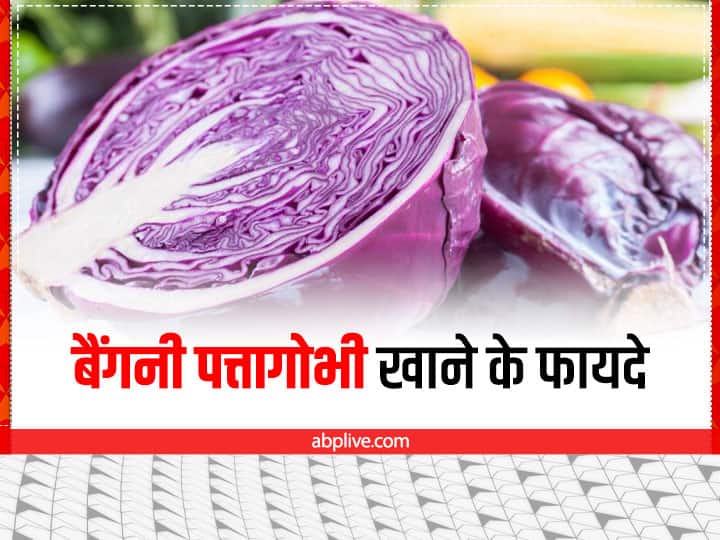 Purple Cabbage Health benefits in Hindi Purple Cabbage: पोषक तत्वों से भरपूर है बैंगनी पत्तागोभी, इन परेशानियों से दिला सकता है छुटकारा
