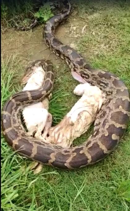 या फार्म हाऊसवरील ससाच्या पिंजऱ्यात जाऊन या अजगराने तीन सशांना गिळंकृत केलं.