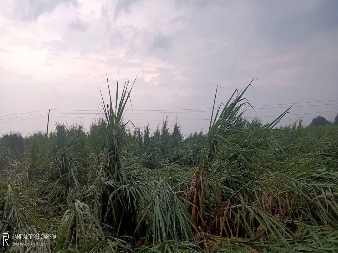 Marathwada Rains : पावसामुळे सोयाबीनसह इतर पिकांचं नुकसान; हिंगोलीत फूलशेती उद्ध्वस्त, लातूरमध्ये वीज कोसळून महिलेसह दोन जनावरांचा मृत्यू Marathwada Rains soybeans and other crops damaged due to rain, flower farming in Hingoli disrupted and a woman died due to lightning in Latur Marathwada Rains : पावसामुळे सोयाबीनसह इतर पिकांचं नुकसान; हिंगोलीत फूलशेती उद्ध्वस्त, लातूरमध्ये वीज कोसळून महिलेसह दोन जनावरांचा मृत्यू