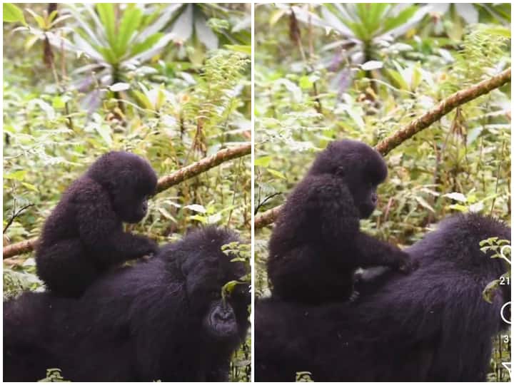 Baby Gorilla playing on back of mother gorilla winning internet cute viral video on social media मां की पीठ पर खेलते गोरिल्ला का ये Video है बेहद क्यूट, आपने देखा क्या?