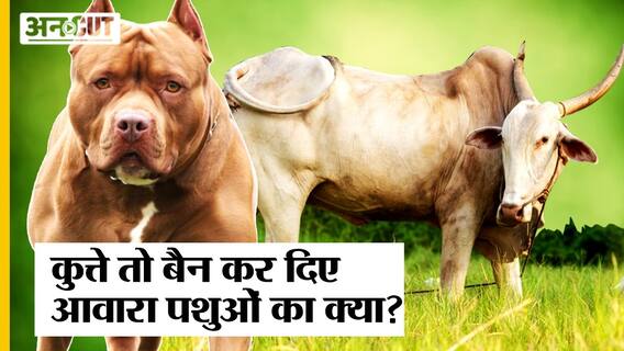Ban on Dogs: Kanpur में Ban हुए Pitbull समेत 3 कुत्तें, कब लिए जाएगा आवारा पशुओं पर फैसला?