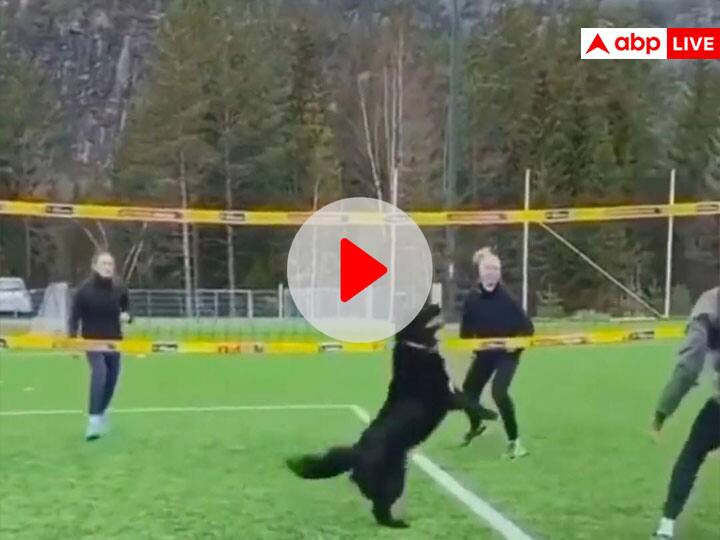 Dog play Volleyball with humans like an expert winning internet viral video on social media डॉगी बना सबसे बड़ा खिलाड़ी, Volleyball खेलकर छुड़ाए सबके पसीने, देखिए ये दिलचस्प Video