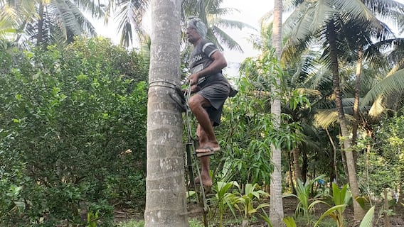 70 Years Young Man: యువకులతో పోటీపడి కొబ్బరిచెట్లు ఎక్కేస్తున్న శేషగిరిరావు
