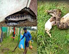 PHOTO : अजगराने एकाच वेळी गिळले तीन ससे!