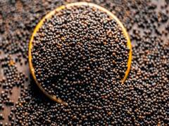 अब खेत उगलेंगे काला सोना, यहां जान लें सरसों की बंपर पैदावार लेने के वैज्ञानिक उपाय