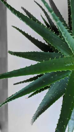 Aloe Vera Benefits : कोरफडचे 'हे' फायदे तुम्हाला माहीत आहेत का? अनेक आजारांवर रामबाण उपाय