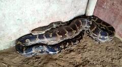 PHOTO : अजगराने एकाच वेळी गिळले तीन ससे!