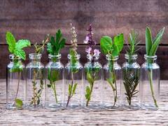 Home Gardening: કાચની જારમાં ઉગાડો આ 5 પ્લાન્ટ્સ સ્વાસ્થ્યની સાથે આર્થિક લાભ પણ કરાવશે