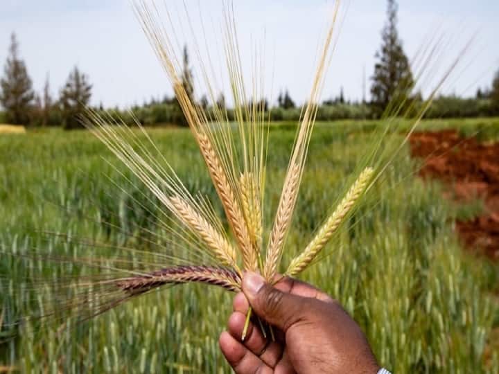 Barley Cultivation: सही समय पर जौ की करेंगे बुवाई तो होगी बंपर कमाई, कम लागत में अच्छी पैदावार के लिये लगायें ये किस्में Right Time for Barley Cultivation Process time top varieties and earning Barley Cultivation: सही समय पर जौ की करेंगे बुवाई तो होगी बंपर कमाई, कम लागत में अच्छी पैदावार के लिये लगायें ये किस्में