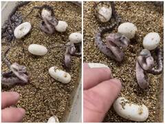 पैदा होते ही सांप के बच्चों ने दिखाए तेवर, शख्स पर किए कई वार