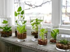 Home Gardening: કાચની જારમાં ઉગાડો આ 5 પ્લાન્ટ્સ સ્વાસ્થ્યની સાથે આર્થિક લાભ પણ કરાવશે