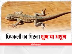 Lizard Falling: पुरुषों के दाएं और महिलाओं के इस हिस्से पर छिपकली का गिरना किस बात का है संकेत? यहां पढ़ें