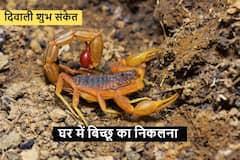दिवाली 2022 से पहले बिच्छू का घर में दिखाई देना, किस बात का है शुभ संकेत? जानें