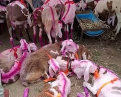 PHOTO : गोरडवाडी इथे बिरोबा यात्रेनिमित्ते भव्य शेळी-मेंढरांचा महोत्सव