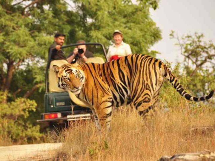 Rajasthan has these 10 famous wildlife sanctuary and national parks where you can visit Rajasthan: दर्रा से लेकर माउंट आबू तक, राजस्थान में प्रसिद्ध हैं ये 10 वन्यजीव अभयारण्य, देखें लिस्ट